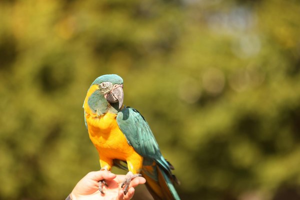 Welche Katzenrassen eignen sich am besten für Familien mit Kindern?